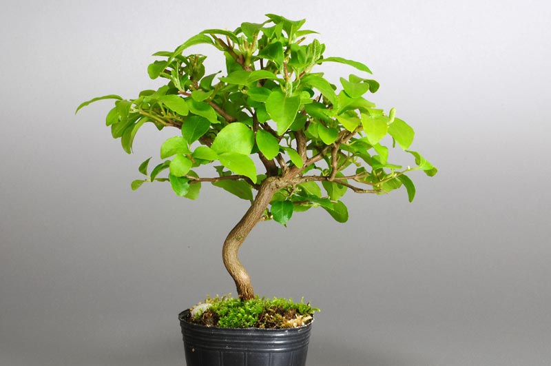 エゴノキL（えごのき・売子の木）実もの盆栽を裏側から見た景色・Styrax japonica bonsai