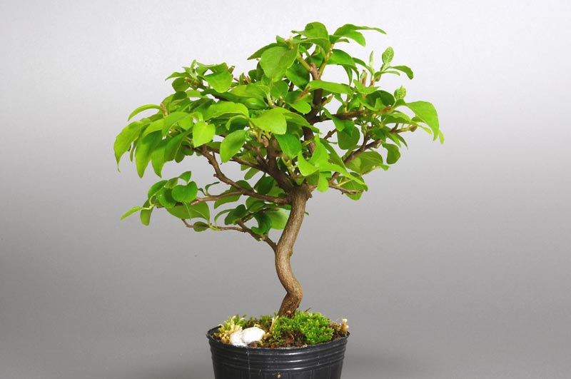 エゴノキL（えごのき・売子の木）実もの盆栽を右側から見た景色・Styrax japonica bonsai