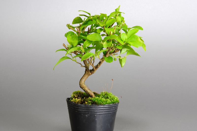 エゴノキN（えごのき・売子の木）実もの盆栽の販売と育て方・作り方・Styrax japonica bonsai