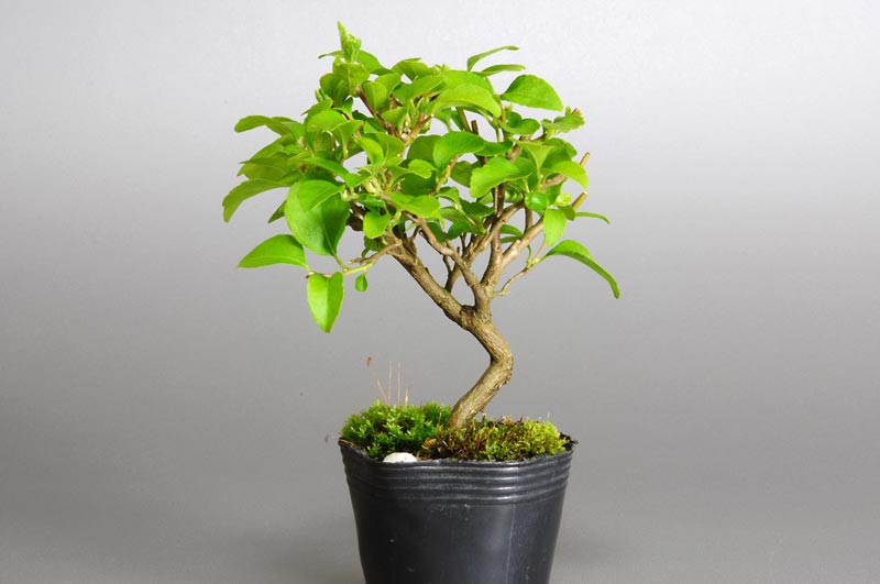 エゴノキN（えごのき・売子の木）実もの盆栽を裏側から見た景色・Styrax japonica bonsai