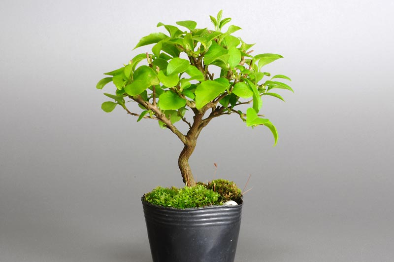 エゴノキN（えごのき・売子の木）実もの盆栽を右側から見た景色・Styrax japonica bonsai