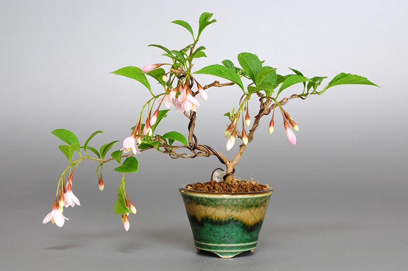 エゴノキQ（えごのき・売子の木）実もの盆栽の販売と育て方・作り方・Styrax japonica bonsai