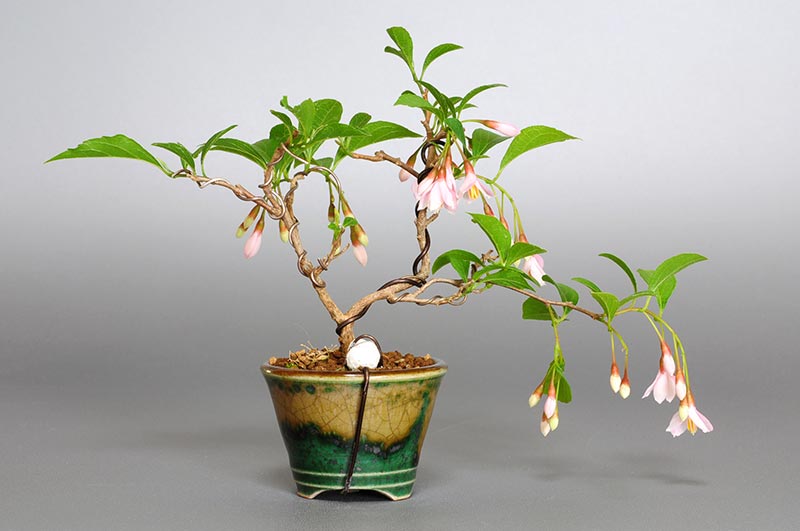 エゴノキQ（えごのき・売子の木）実もの盆栽を裏側から見た景色・Styrax japonica bonsai