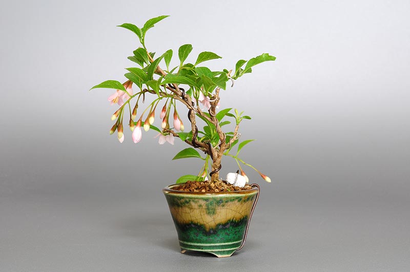 エゴノキQ（えごのき・売子の木）実もの盆栽を右側から見た景色・Styrax japonica bonsai