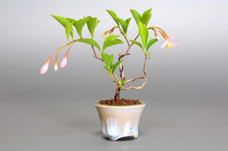 エゴノキR-1（えごのき・売子の木）実もの盆栽の販売と育て方・作り方・Styrax japonica bonsai