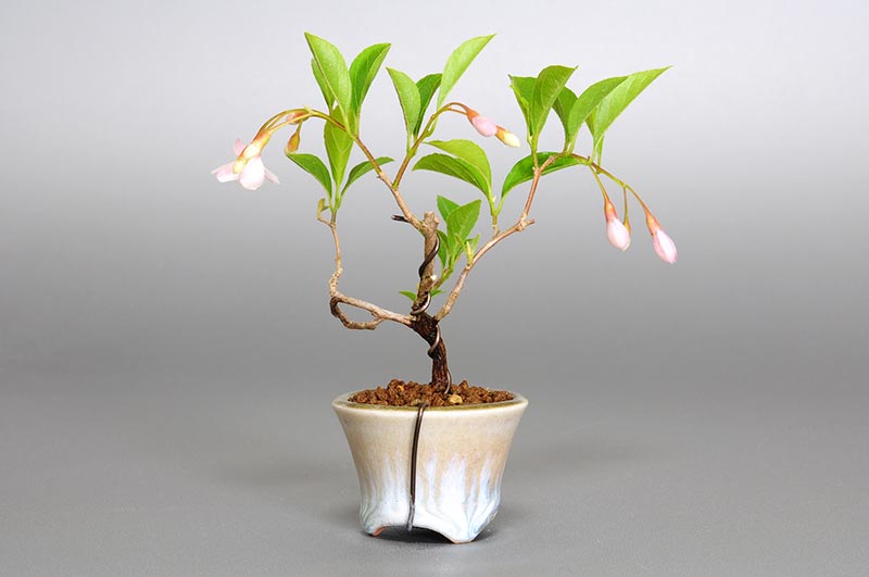 エゴノキR-1（えごのき・売子の木）実もの盆栽を裏側から見た景色・Styrax japonica bonsai