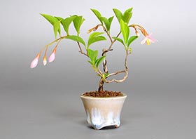 エゴノキR（えごのき・売子の木）実もの盆栽の成長記録-1・Styrax japonica bonsai