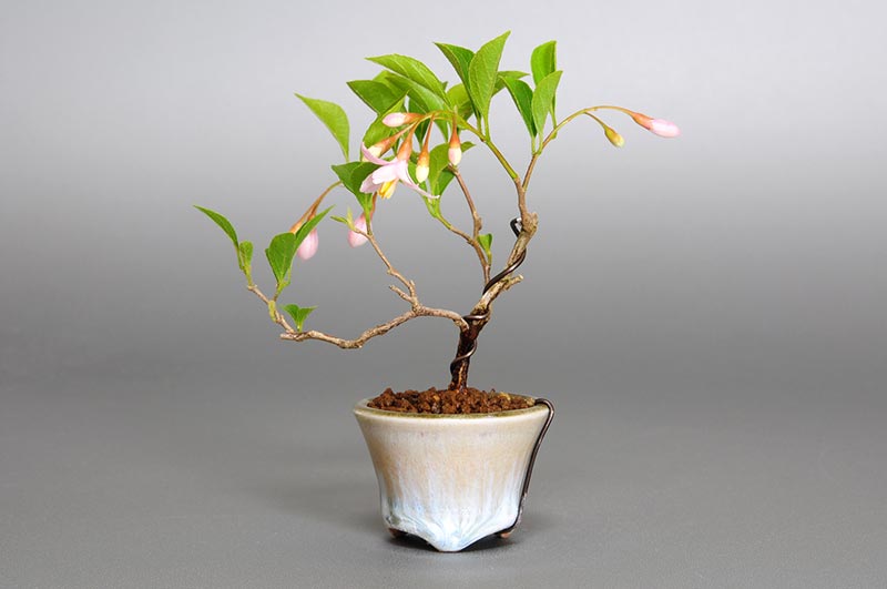 エゴノキR-1（えごのき・売子の木）実もの盆栽を右側から見た景色・Styrax japonica bonsai