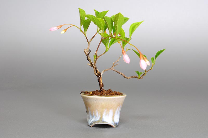 エゴノキR-1（えごのき・売子の木）実もの盆栽を左側から見た景色・Styrax japonica bonsai