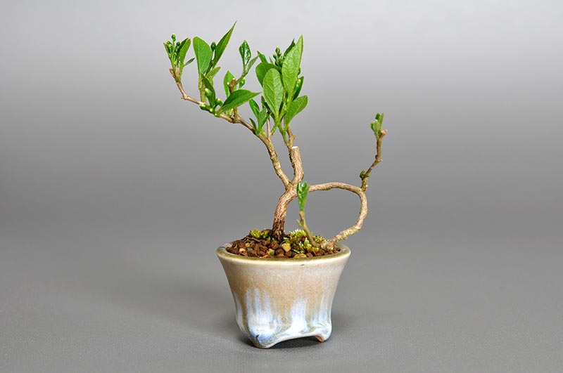 エゴノキR-2（えごのき・売子の木）実もの盆栽の販売と育て方・作り方・Styrax japonica bonsai