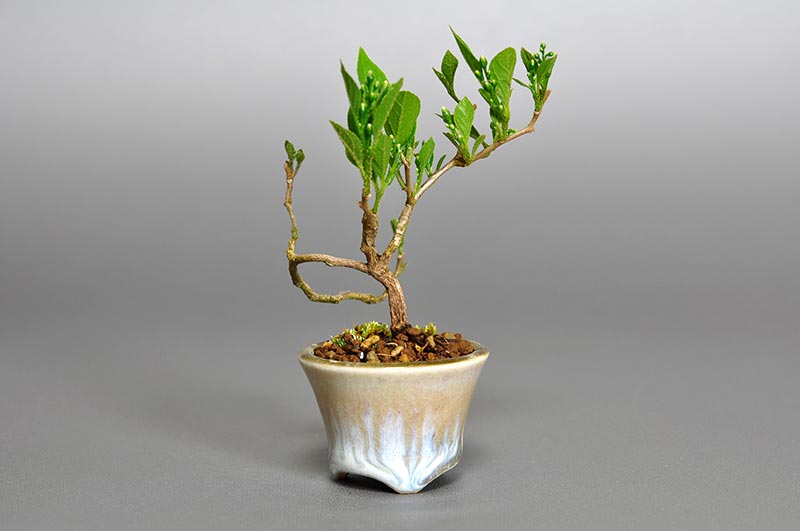 エゴノキR-2（えごのき・売子の木）実もの盆栽を裏側から見た景色・Styrax japonica bonsai