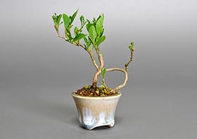 エゴノキR（えごのき・売子の木）実もの盆栽の成長記録-2・Styrax japonica bonsai