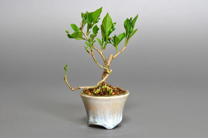 エゴノキR-2（えごのき・売子の木）実もの盆栽を右側から見た景色・Styrax japonica bonsai