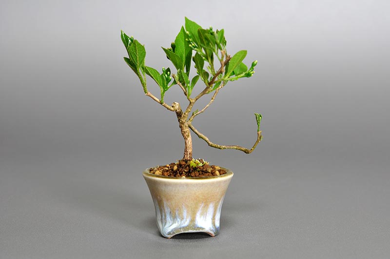 エゴノキR-2（えごのき・売子の木）実もの盆栽を左側から見た景色・Styrax japonica bonsai