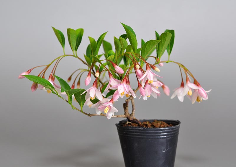 エゴノキR（えごのき・売子の木）実もの盆栽の販売と育て方・作り方・Styrax japonica bonsai