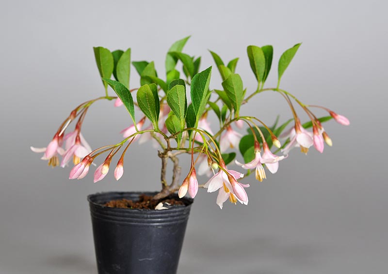 エゴノキR（えごのき・売子の木）実もの盆栽を裏側から見た景色・Styrax japonica bonsai