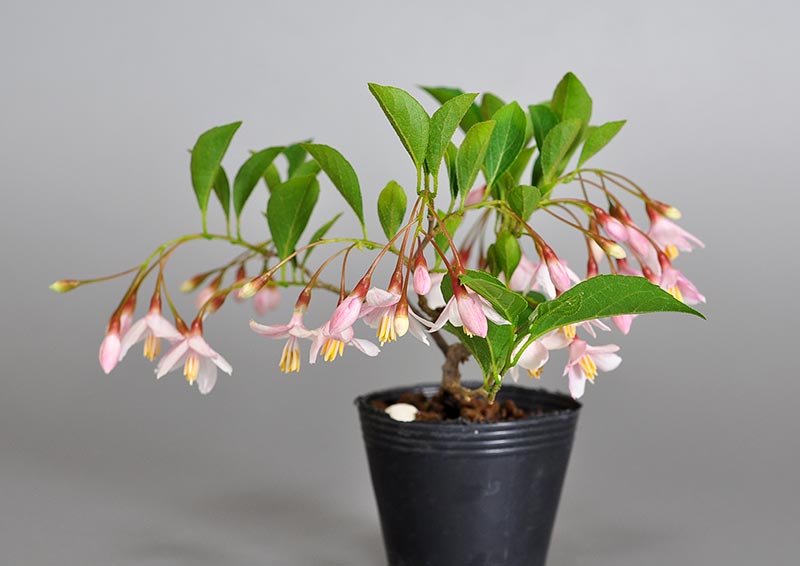 エゴノキR（えごのき・売子の木）実もの盆栽を左側から見た景色・Styrax japonica bonsai