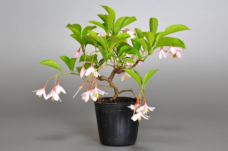 エゴノキ-W（えごのき・売子の木）実もの盆栽の販売と育て方・作り方・Styrax japonica bonsai