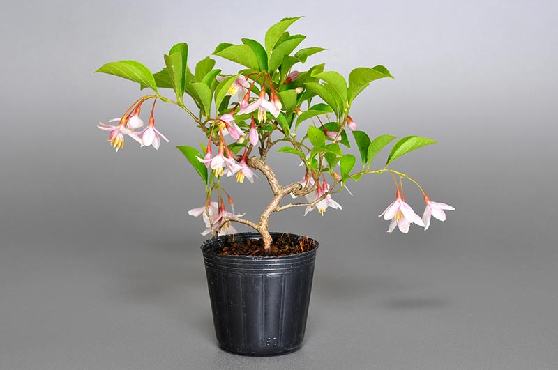 エゴノキ-W(えごのき・売子の木)実もの盆栽を裏側から見た景色・Styrax japonica bonsai