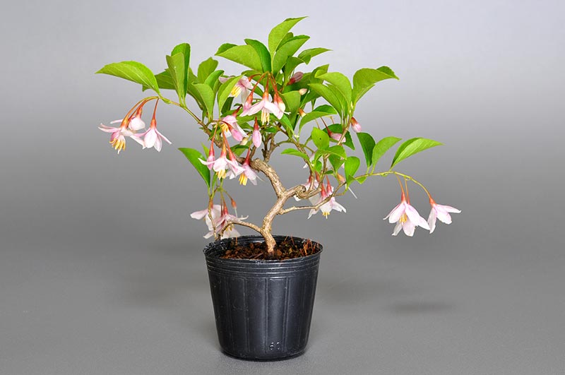 エゴノキ-W（えごのき・売子の木）実もの盆栽を裏側から見た景色・Styrax japonica bonsai