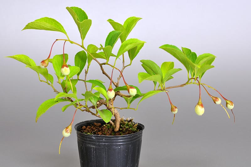 エゴノキ-X（えごのき・売子の木）実もの盆栽の販売と育て方・作り方・Styrax japonica bonsai