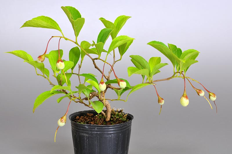 エゴノキ-X(えごのき・売子の木)実もの盆栽の販売と育て方・作り方・Styrax japonica bonsai