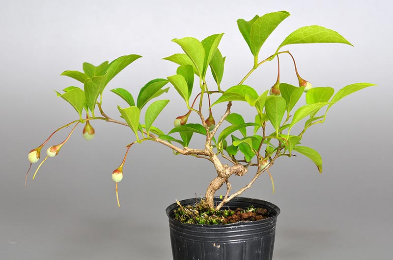 エゴノキ-X（えごのき・売子の木）実もの盆栽を裏側から見た景色・Styrax japonica bonsai