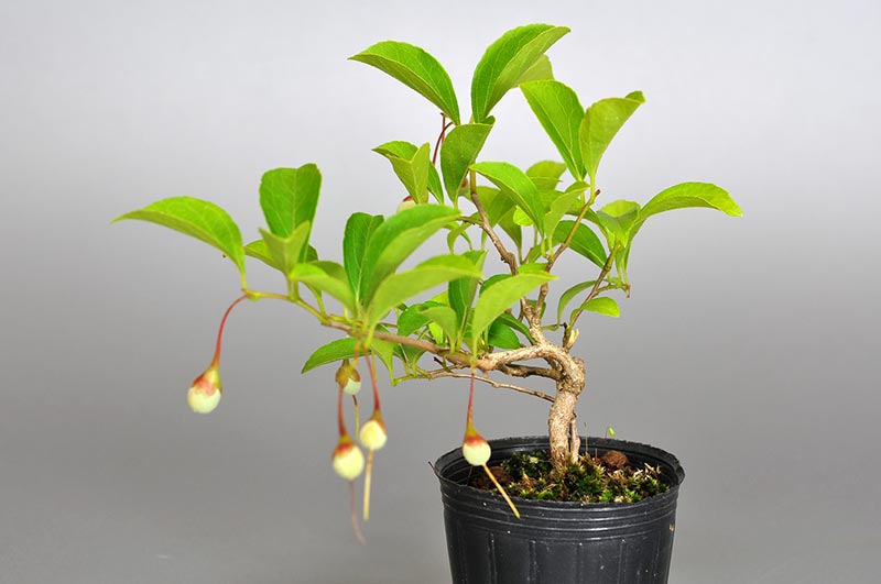 エゴノキ-X(えごのき・売子の木)実もの盆栽を右側から見た景色・Styrax japonica bonsai