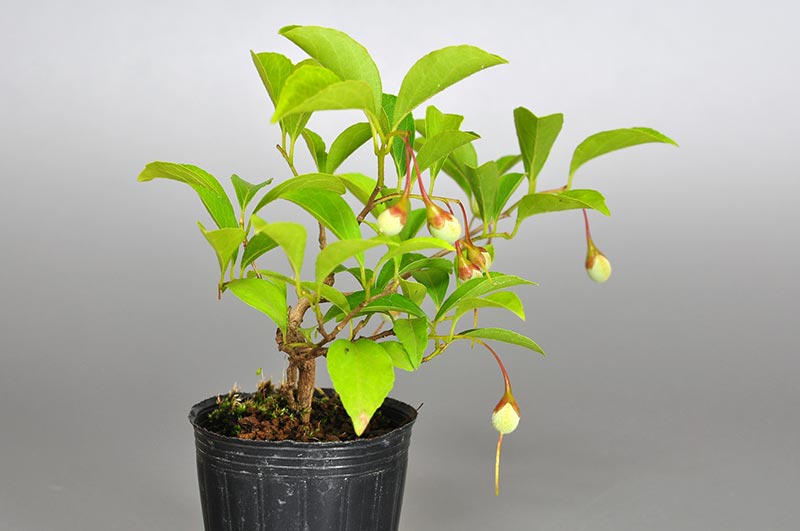 エゴノキ-X（えごのき・売子の木）実もの盆栽を左側から見た景色・Styrax japonica bonsai