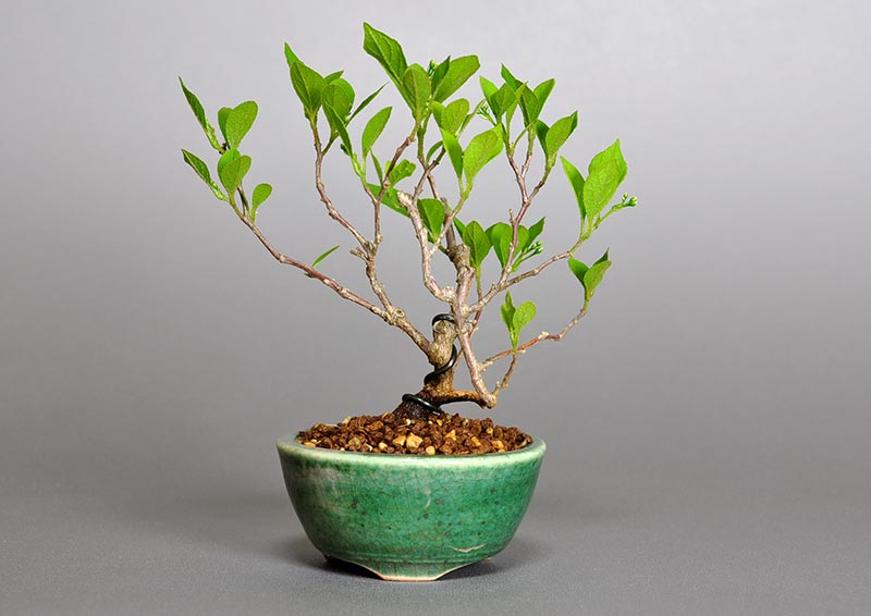 エゴノキY-1（えごのき・売子の木）実もの盆栽の販売と育て方・作り方・Styrax japonica bonsai photo
