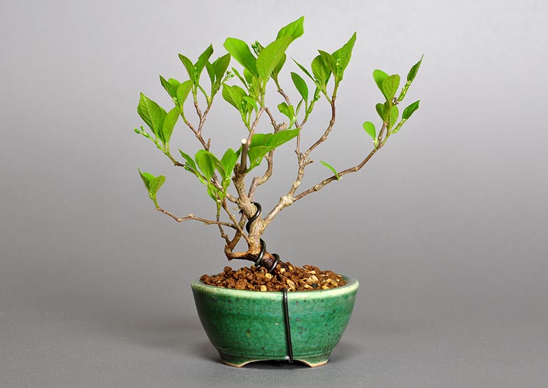 エゴノキY-1（えごのき・売子の木）実もの盆栽を裏側から見た景色・Styrax japonica bonsai photo