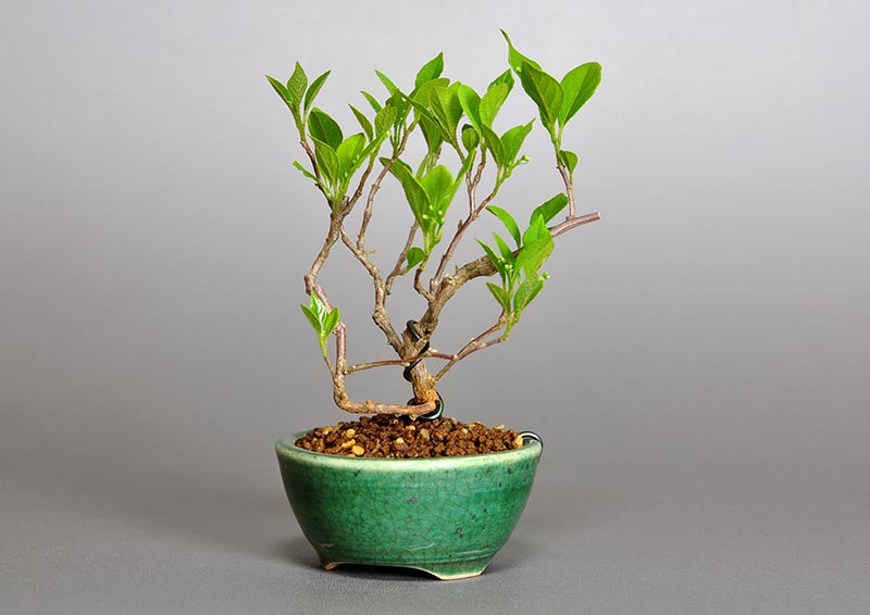 エゴノキY-1（えごのき・売子の木）実もの盆栽を右側から見た景色・Styrax japonica bonsai photo