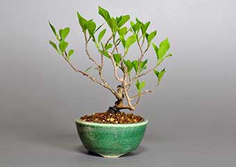 エゴノキY（えごのき・売子の木）実もの盆栽の成長記録-1・Styrax japonica bonsai photo