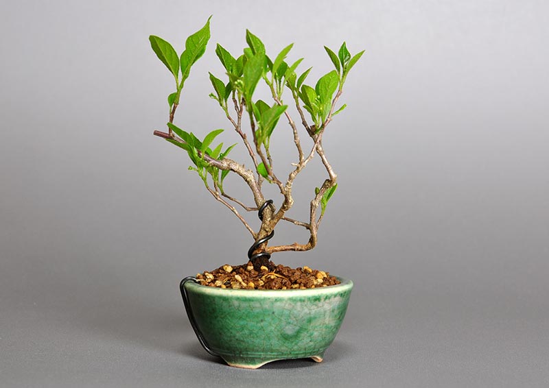 エゴノキY-1（えごのき・売子の木）実もの盆栽を左側から見た景色・Styrax japonica bonsai photo