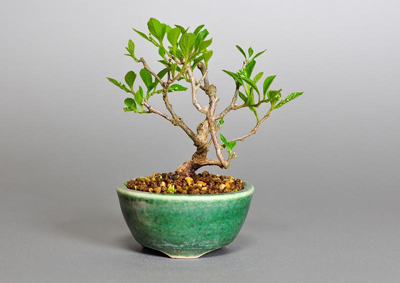 エゴノキY（えごのき・売子の木）実もの盆栽の販売と育て方・作り方・Styrax japonica bonsai photo