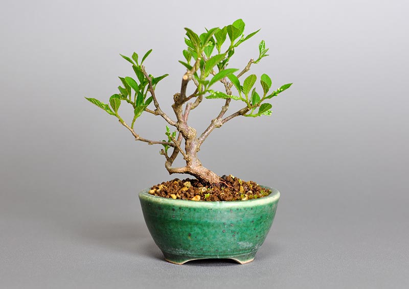 エゴノキY（えごのき・売子の木）実もの盆栽を裏側から見た景色・Styrax japonica bonsai photo