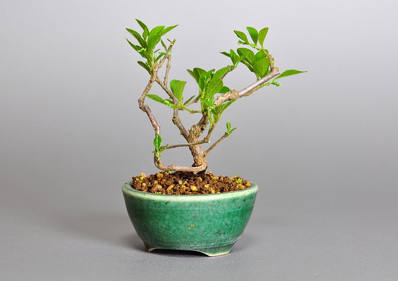 エゴノキY（えごのき・売子の木）実もの盆栽を右側から見た景色・Styrax japonica bonsai photo