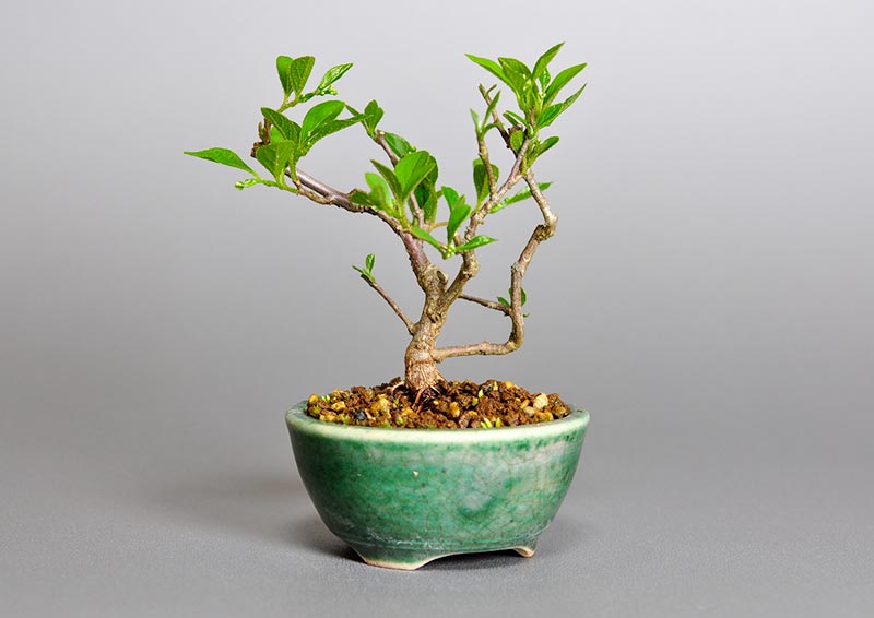 エゴノキY（えごのき・売子の木）実もの盆栽を左側から見た景色・Styrax japonica bonsai photo