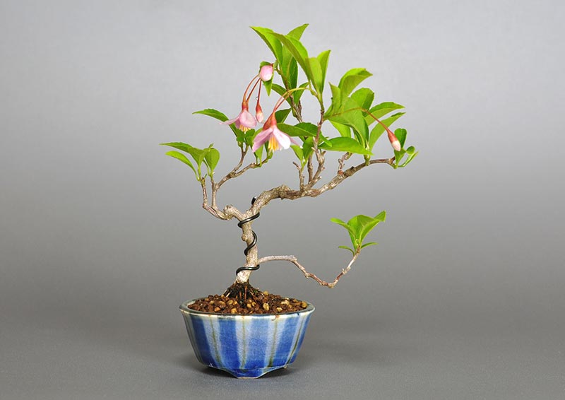 エゴノキZ-1（えごのき・売子の木）実もの盆栽の販売と育て方・作り方・Styrax japonica bonsai photo