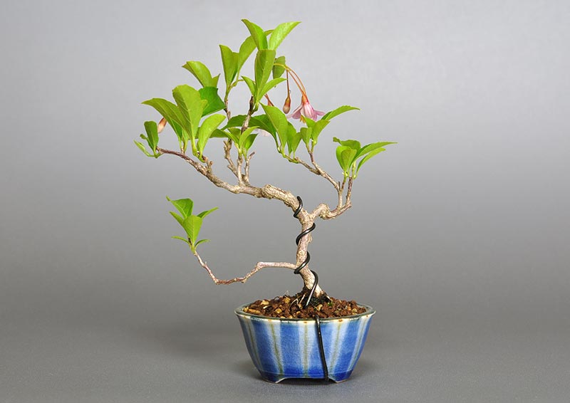 エゴノキZ-1（えごのき・売子の木）実もの盆栽を裏側から見た景色・Styrax japonica bonsai photo