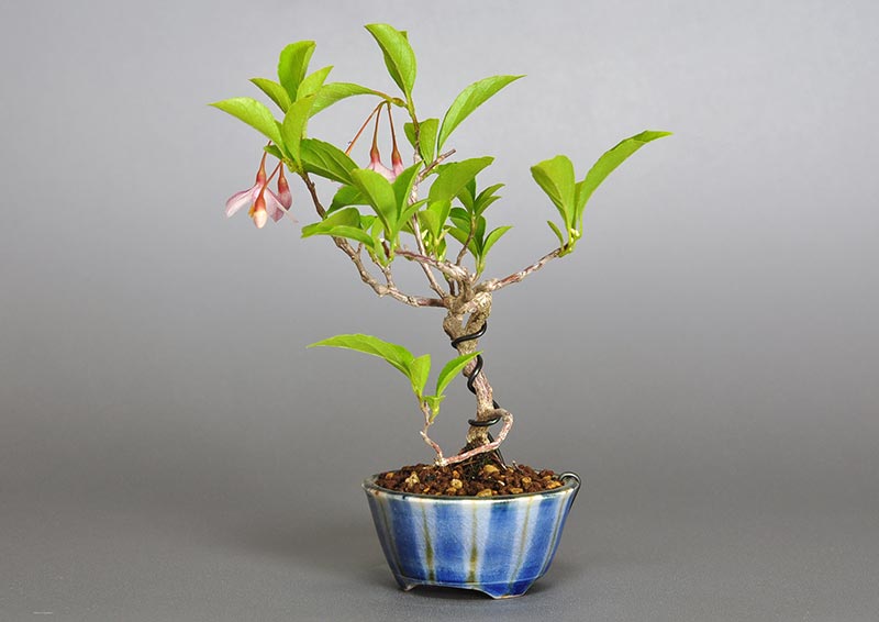 エゴノキZ-1（えごのき・売子の木）実もの盆栽を右側から見た景色・Styrax japonica bonsai photo