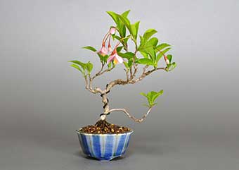 エゴノキZ（えごのき・売子の木）実もの盆栽の成長記録-1・Styrax japonica bonsai photo