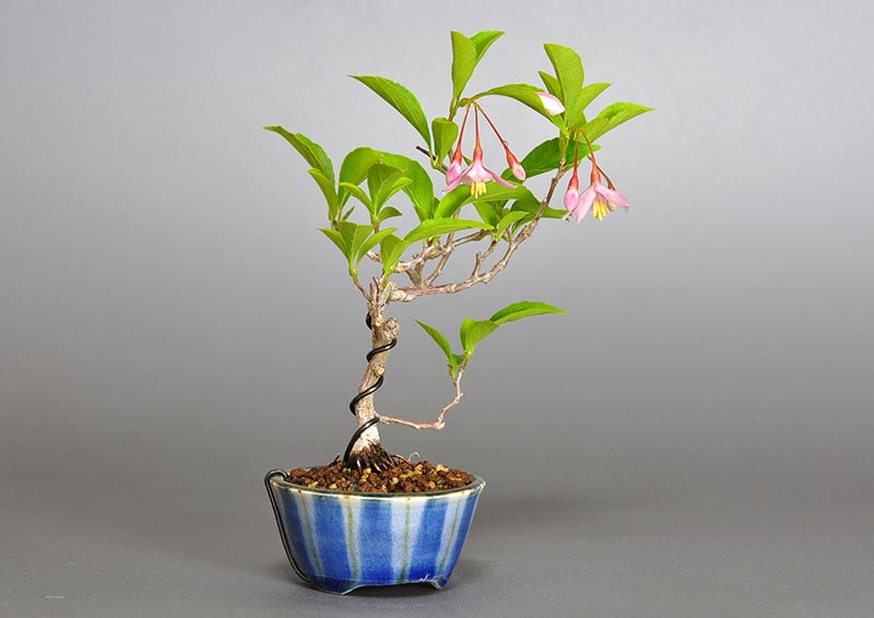 エゴノキZ-1（えごのき・売子の木）実もの盆栽を左側から見た景色・Styrax japonica bonsai photo