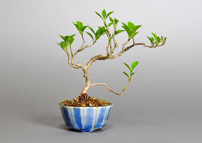 エゴノキZ（えごのき・売子の木）実もの盆栽の販売と育て方・作り方・Styrax japonica bonsai photo