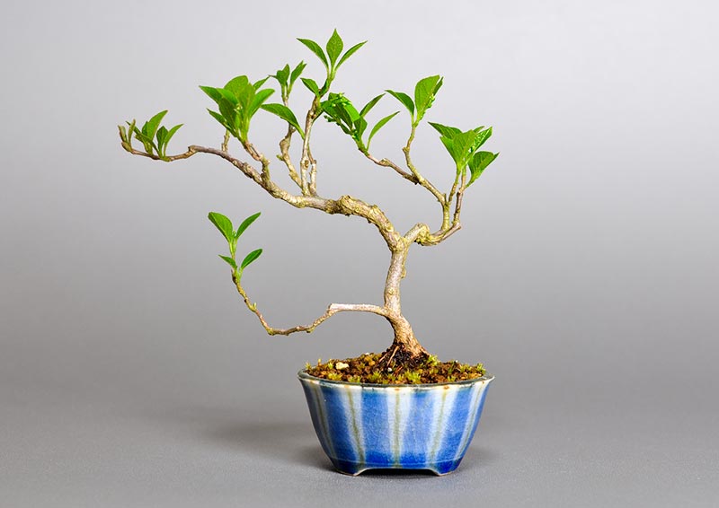 エゴノキZ（えごのき・売子の木）実もの盆栽を裏側から見た景色・Styrax japonica bonsai photo