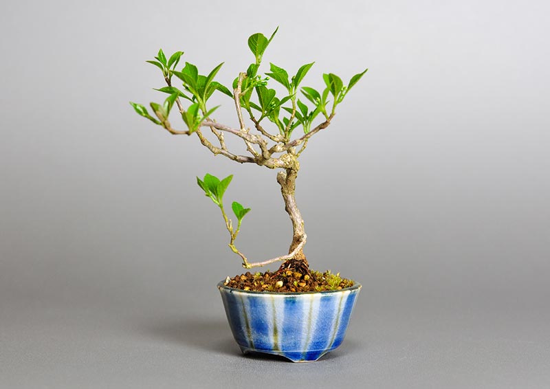 エゴノキZ（えごのき・売子の木）実もの盆栽を右側から見た景色・Styrax japonica bonsai photo