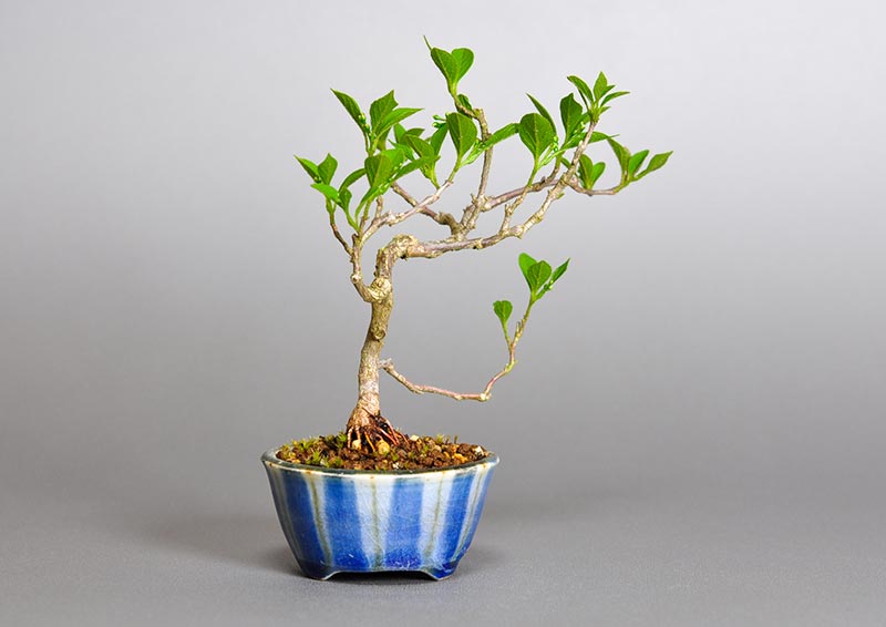 エゴノキZ（えごのき・売子の木）実もの盆栽を左側から見た景色・Styrax japonica bonsai photo