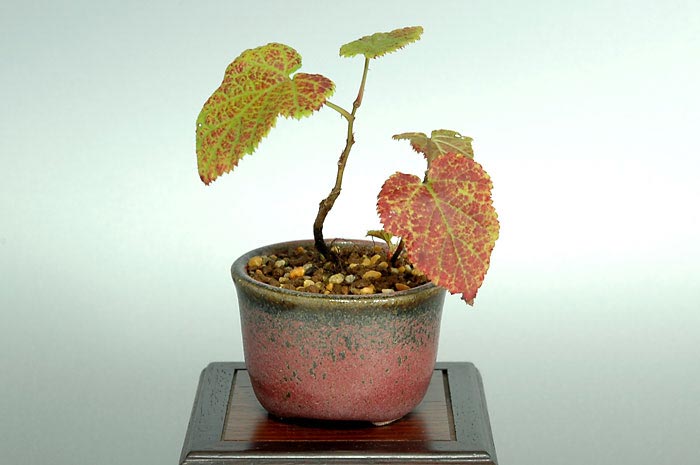ミヤマフユイチゴB（みやまふゆいちご・深山冬苺）実もの盆栽の販売と育て方・作り方・Rubus hakonensisi bonsai