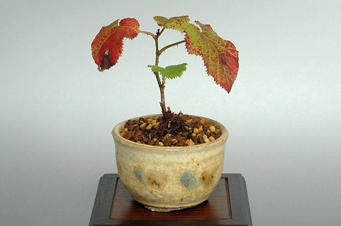 ミヤマフユイチゴ-C（みやまふゆいちご・深山冬苺）実もの盆栽の販売と育て方・作り方・Elaeagnus umbellata bonsai