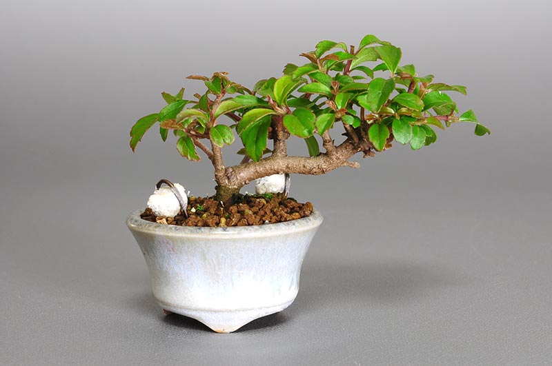 ガマズミ-B1（がまずみ・雲南莢迷）実もの盆栽の販売と育て方・作り方・Viburnum dilatatum bonsai